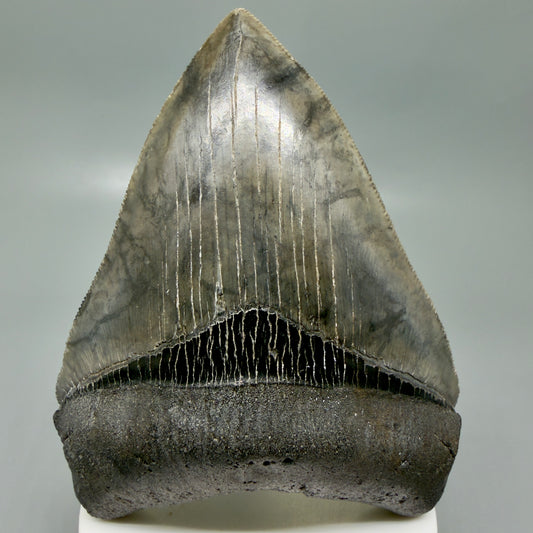 Front View 4.08" Fossil Megalodon Shark Tooth - Georgia - Heart-shaped sharply serrated - Collector's Quality CM6154