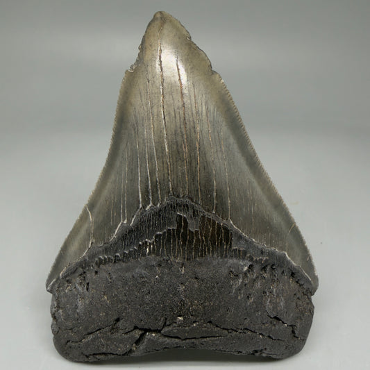 Front View 4.08" Fossil Megalodon Tooth – Authentic Carcharocles megalodon Tooth from South Carolina CM5841 