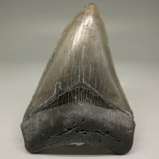 Front View 4.10" Fossil Megalodon Tooth – Authentic Carcharocles megalodon Tooth from South Carolina CM5786 