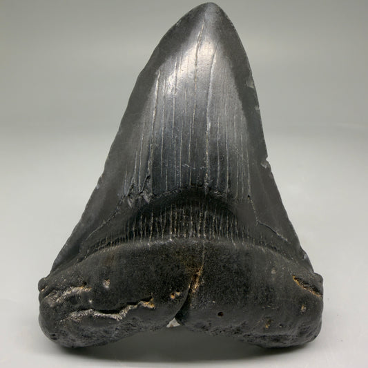 Front View 4.10" Fossil Megalodon Tooth – Authentic Carcharocles megalodon Tooth from South Carolina CM5787