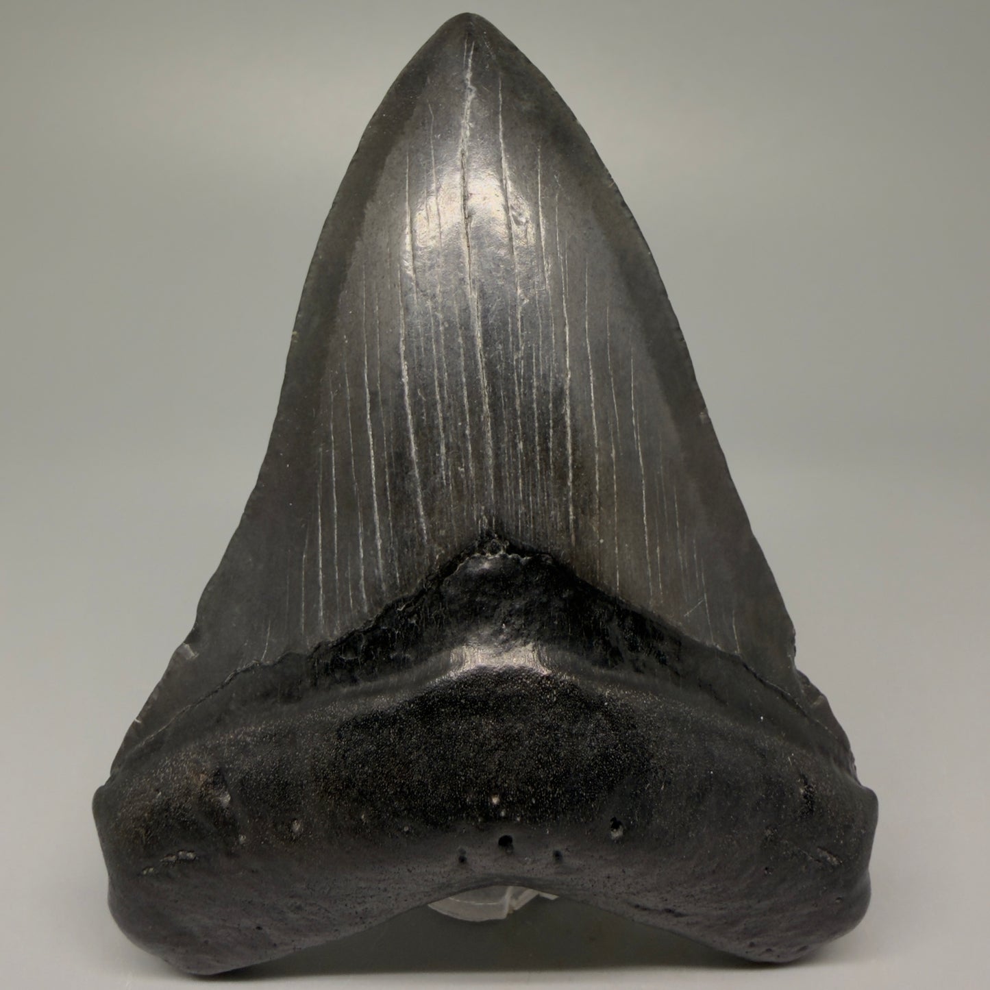 Front View 4.18" Fossil Megalodon Tooth – Authentic Carcharocles megalodon Tooth from South Carolina CM5428 