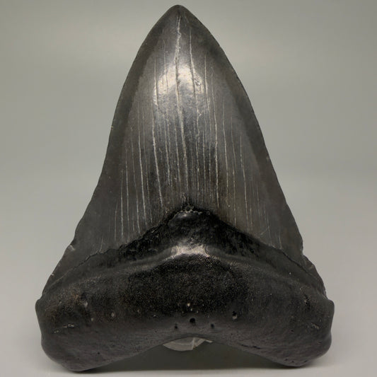 Front View 4.18" Fossil Megalodon Tooth – Authentic Carcharocles megalodon Tooth from South Carolina CM5428 
