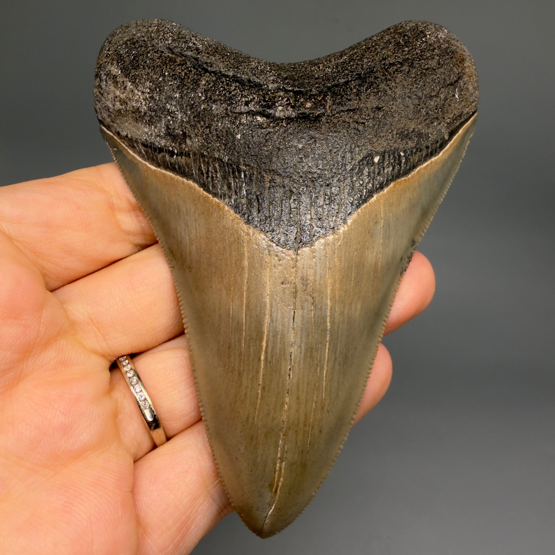 Front View 4.21" Fossil Megalodon Shark Tooth - Georgia - Heart-shaped sharply serrated - Collector's Quality CM6530