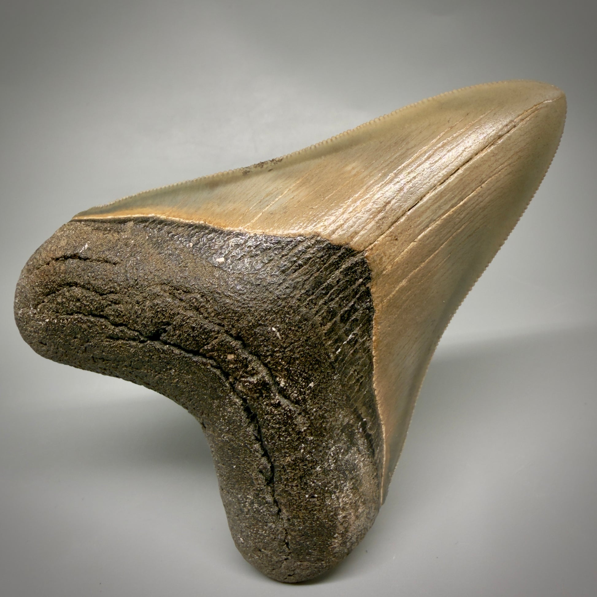 Front View 4.21" Fossil Megalodon Shark Tooth - Georgia - Heart-shaped sharply serrated - Collector's Quality megalodonteeth.com CM6530 - 1
