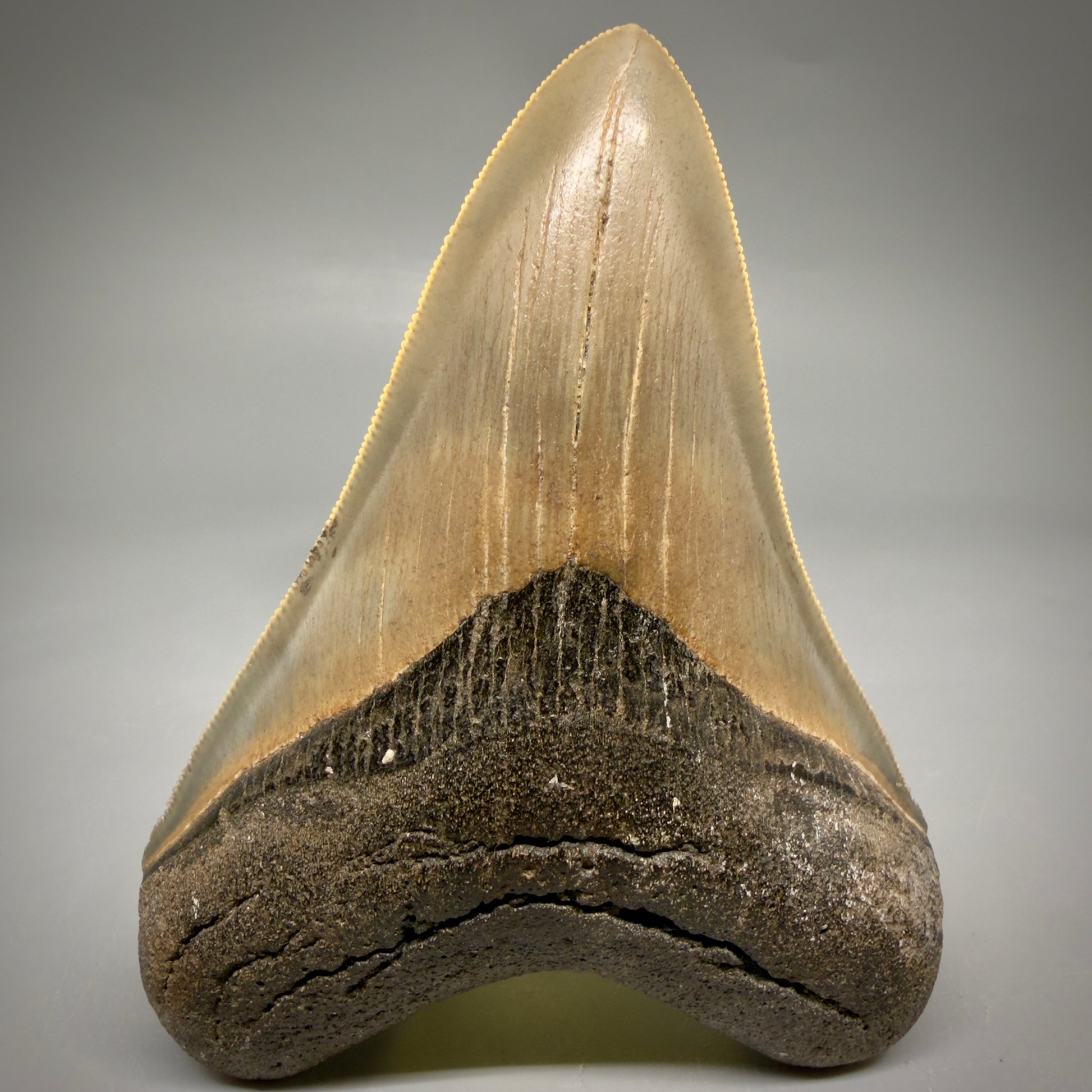 Front View 4.21" Fossil Megalodon Shark Tooth - Georgia - Heart-shaped sharply serrated - Collector's Quality megalodonteeth.com CM6530 - 2