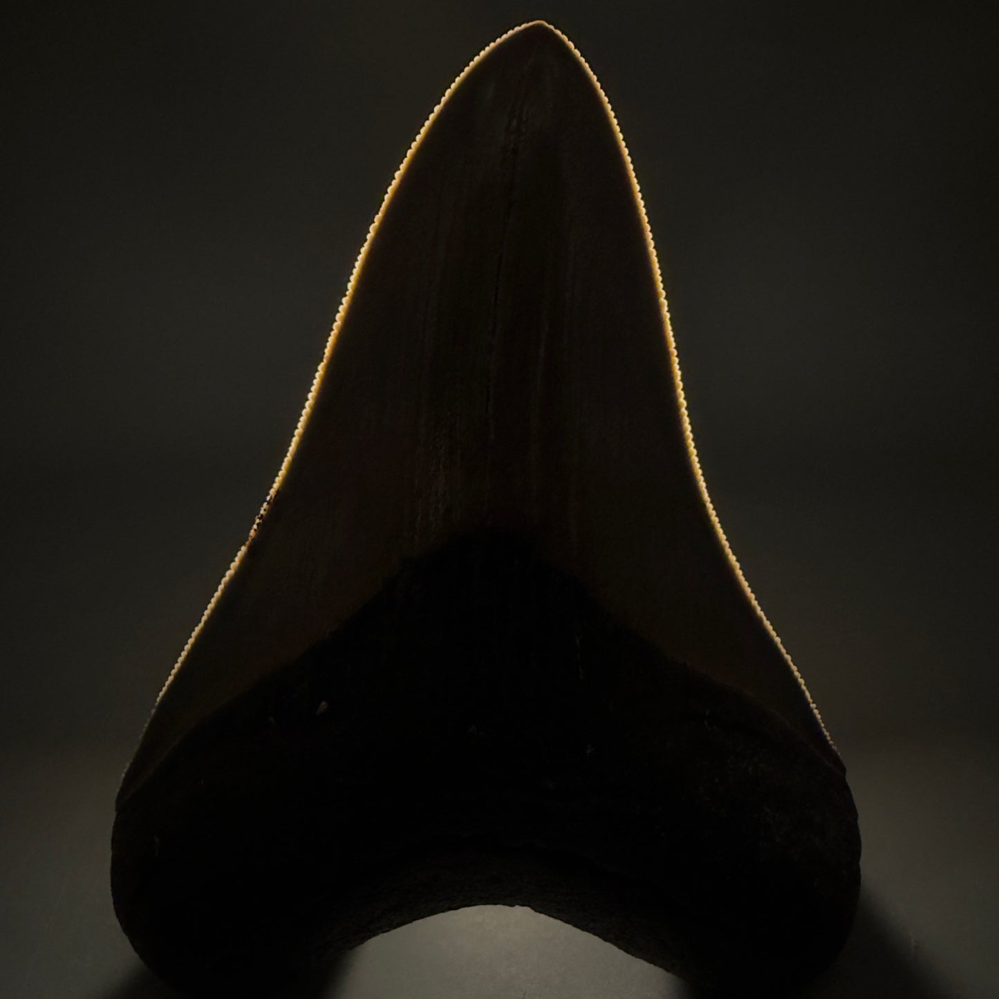 Front View 4.21" Fossil Megalodon Shark Tooth - Georgia - Heart-shaped sharply serrated - Collector's Quality megalodonteeth.com CM6530 - 3