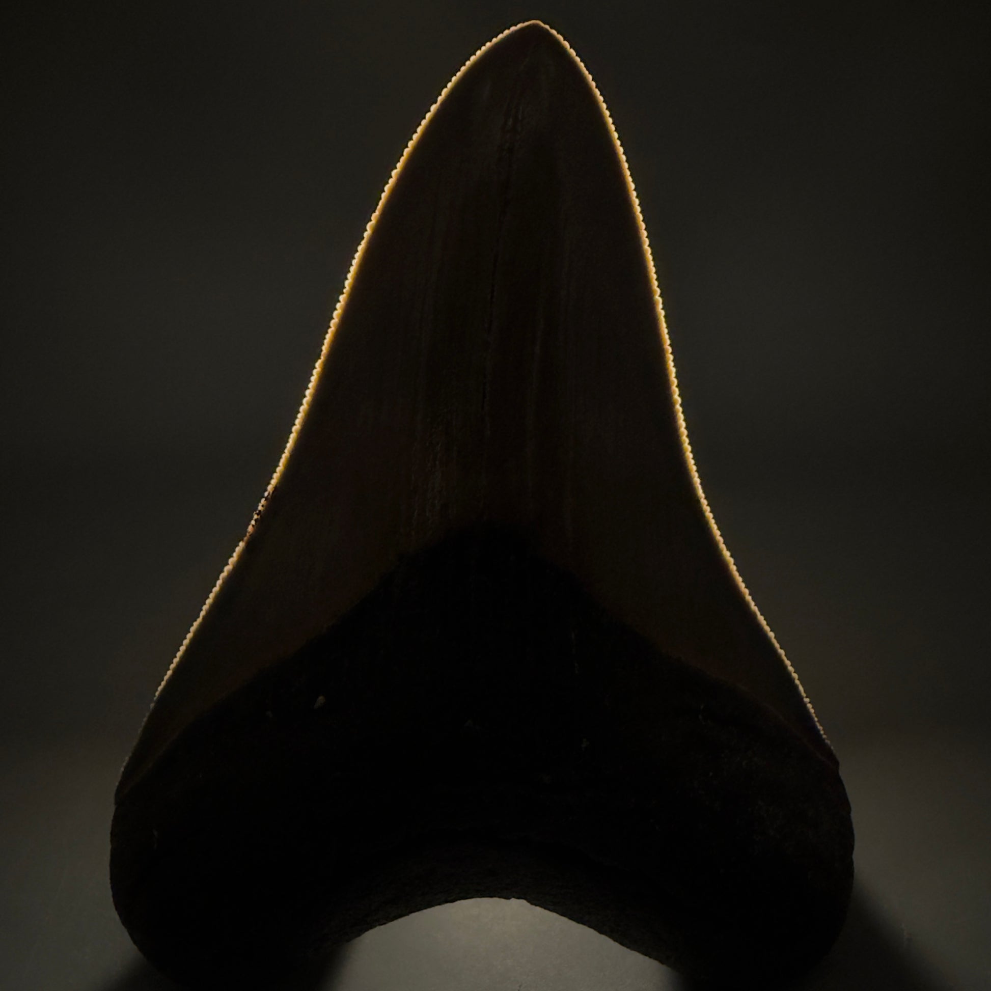 Front View 4.21" Fossil Megalodon Shark Tooth - Georgia - Heart-shaped sharply serrated - Collector's Quality megalodonteeth.com CM6530 - 3