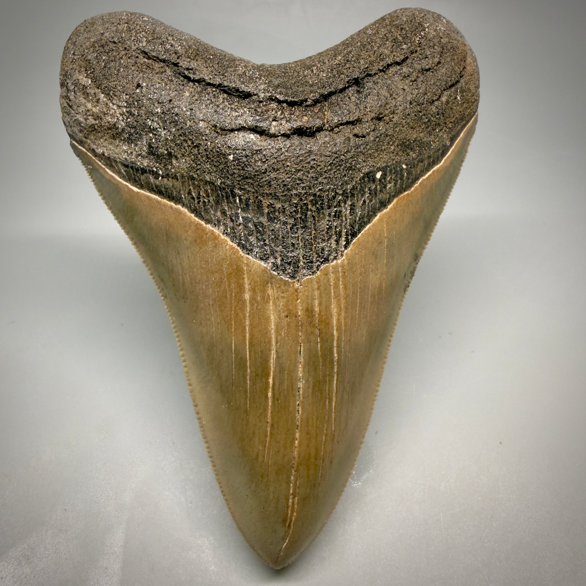Front View 4.21" Fossil Megalodon Shark Tooth - Georgia - Heart-shaped sharply serrated - Collector's Quality megalodonteeth.com CM6530 - 4
