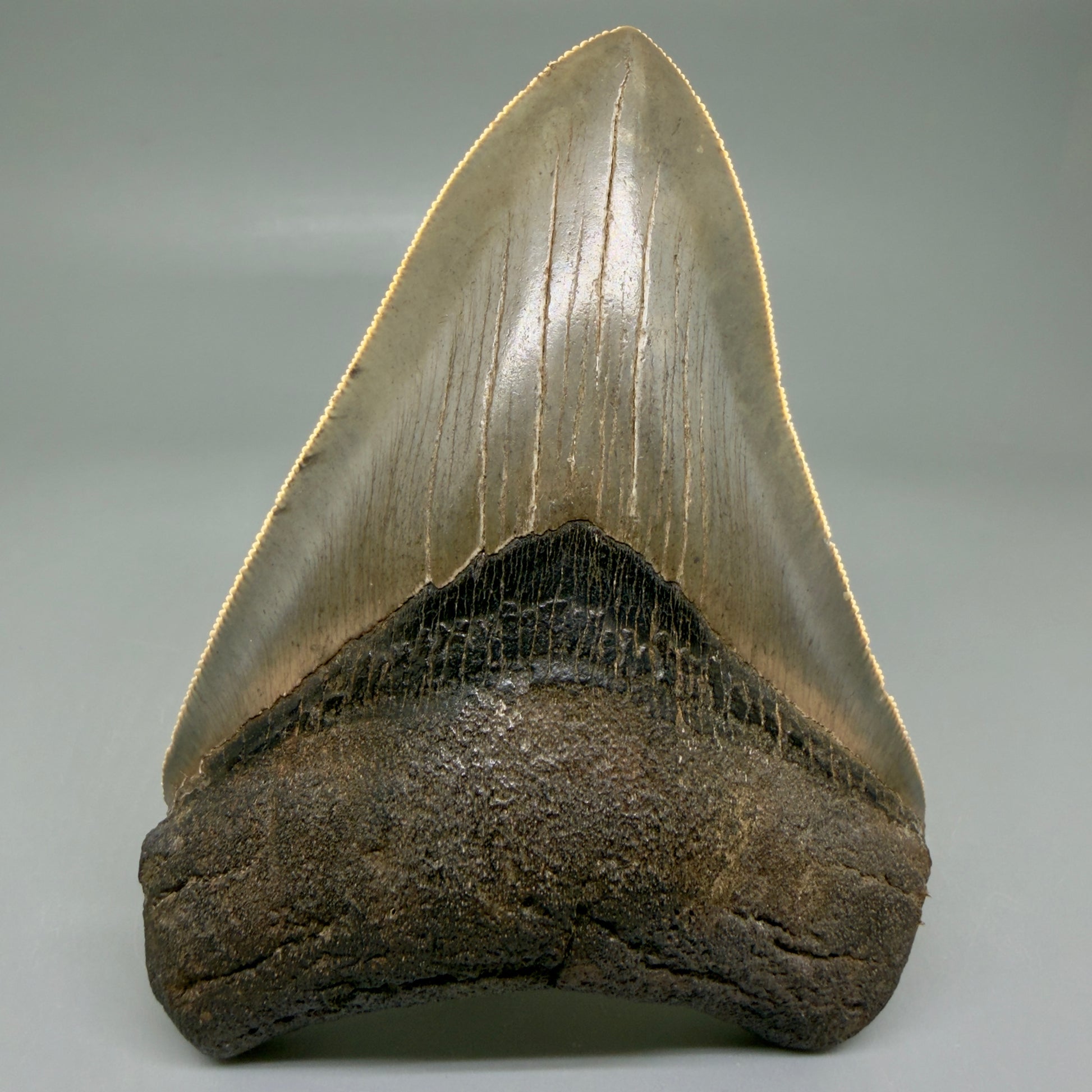 Front View 4.22" Fossil Megalodon Shark Tooth - Georgia - Heart-shaped sharply serrated - Collector's Quality CM6018