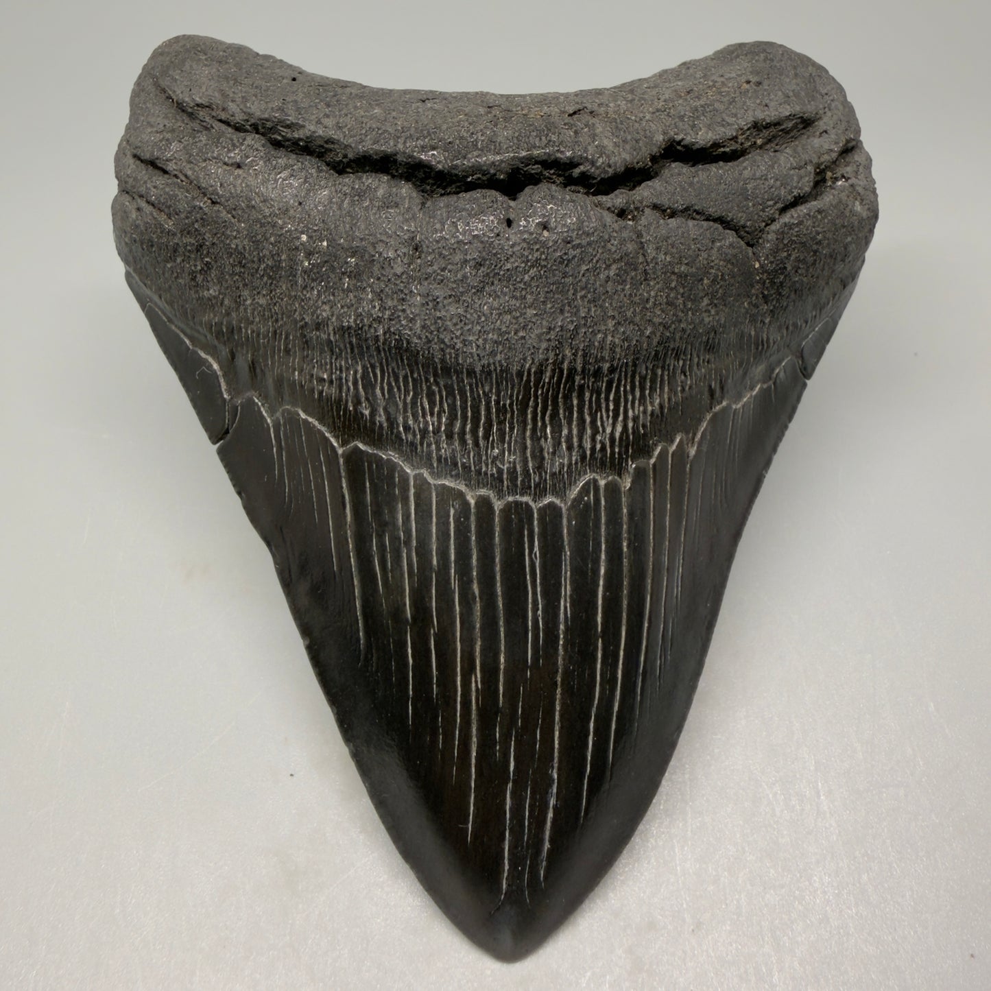Front View 4.25" Fossil Megalodon Tooth – Authentic Carcharocles megalodon Tooth from South Carolina CM5429