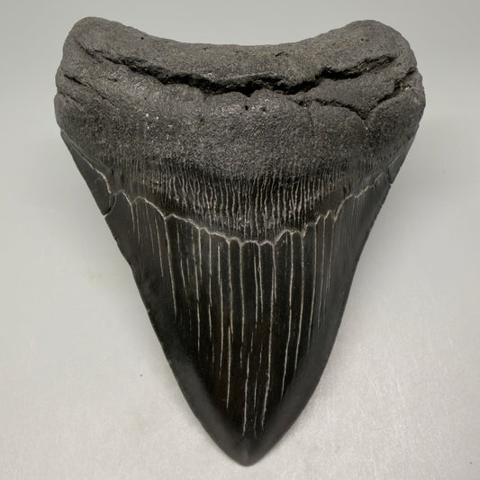 Front View 4.25" Fossil Megalodon Tooth – Authentic Carcharocles megalodon Tooth from South Carolina CM5429