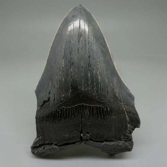 Front View 4.27" Fossil Megalodon Tooth – Authentic Carcharocles megalodon Tooth from South Carolina CM5923