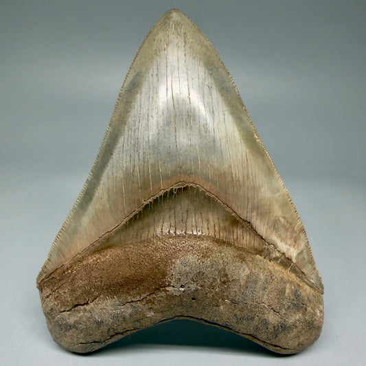 Front View 4.30" Fossil Megalodon Shark Tooth - Georgia - colorful, sharply serrated - Collector's Quality CM5899