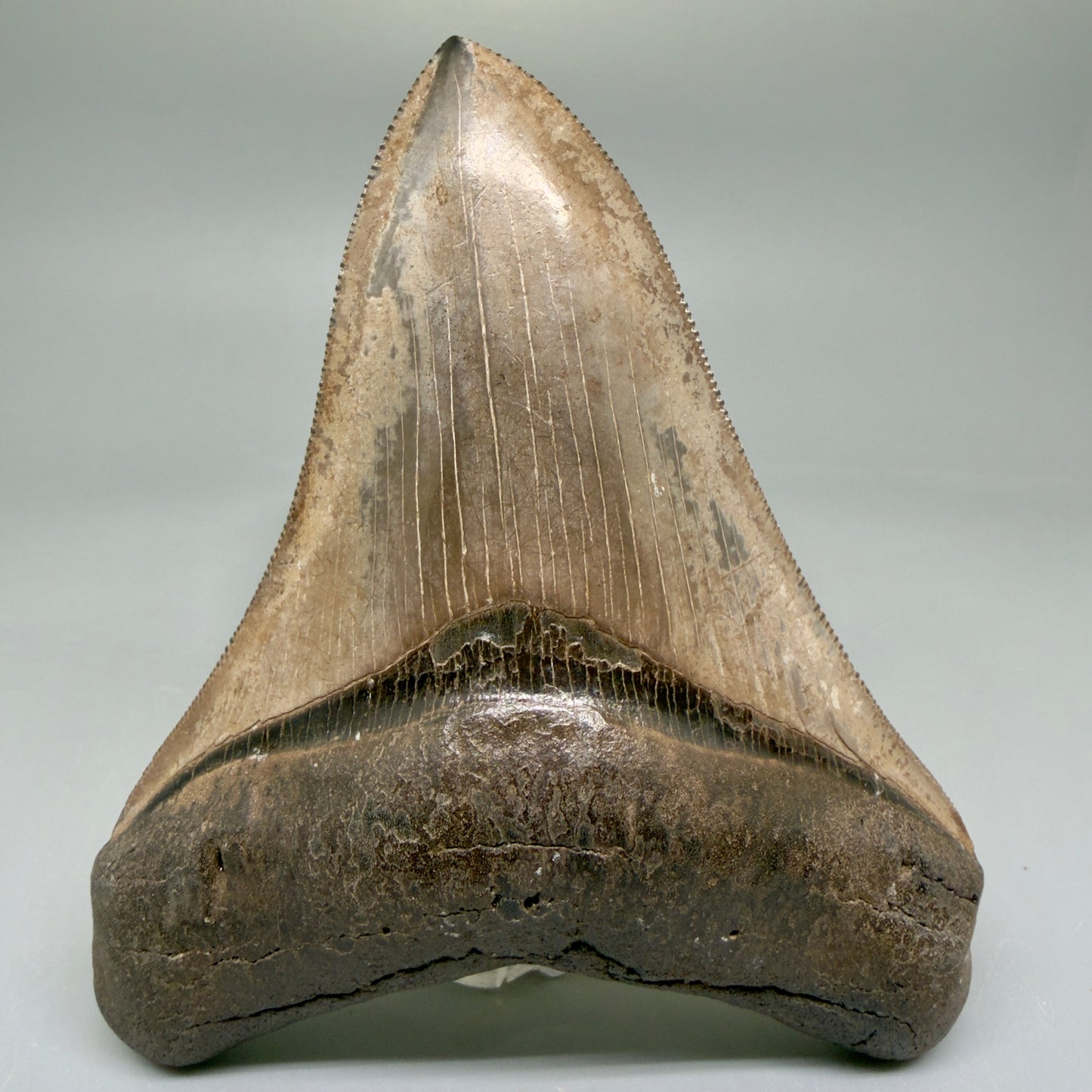Front View 4.31" Fossil Megalodon Shark Tooth - Georgia - brown, sharply serrated - Collector's Quality CM5846 