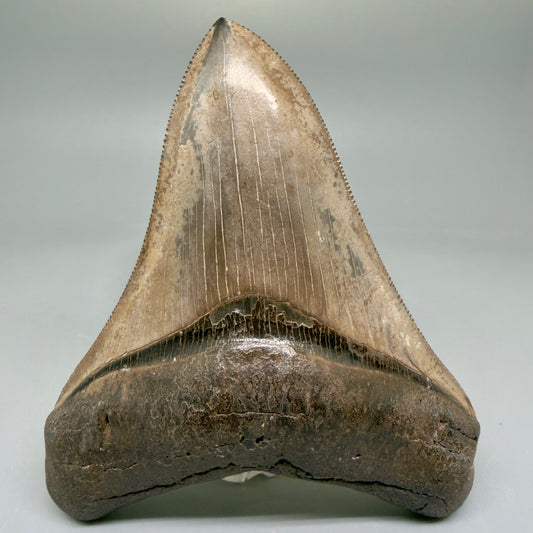 Front View 4.31" Fossil Megalodon Shark Tooth - Georgia - brown, sharply serrated - Collector's Quality CM5846 