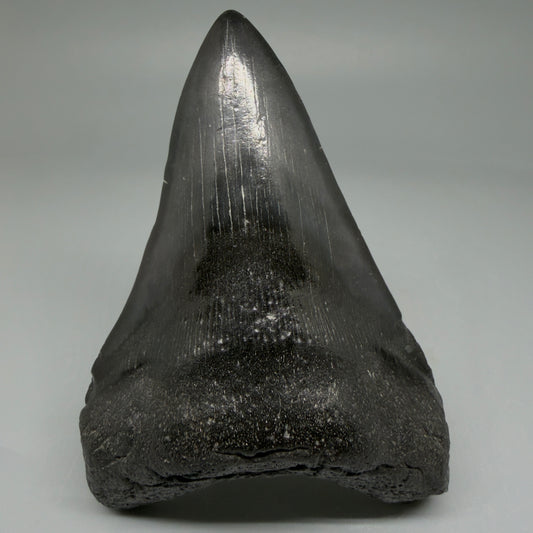 Front View 4.34" Fossil Megalodon Tooth – Authentic Carcharocles megalodon Tooth from South Carolina CM5922