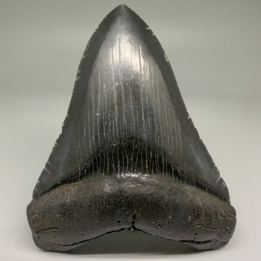 Front View 4.38" Fossil Megalodon Tooth – Authentic Carcharocles megalodon Tooth from South Carolina CM5789 