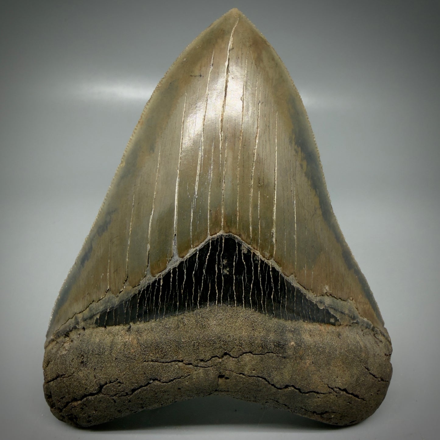 Front View 4.40" Fossil Megalodon Shark Tooth - Georgia - Heart-shaped sharply serrated - Collector's Quality CM6155