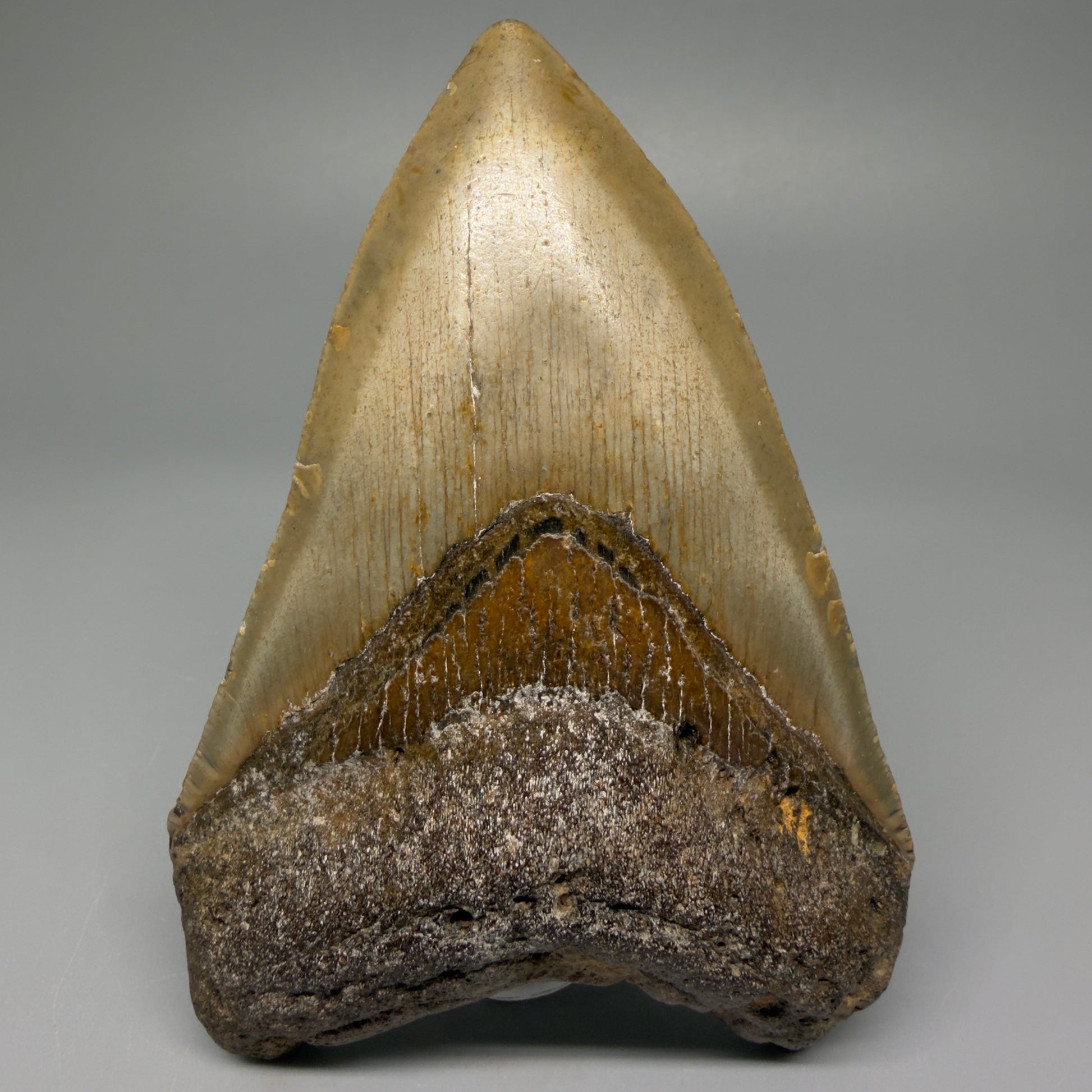 Front View 4.41" Authentic Megalodon Tooth – North Carolina Fossil | Carcharocles megalodon CM5420 
