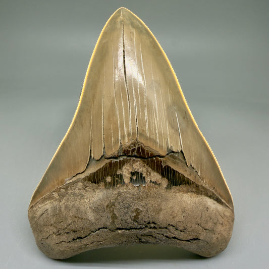 Front View 4.41" Fossil Megalodon Shark Tooth - Georgia - colorful, sharply serrated - Collector's Quality CM5902