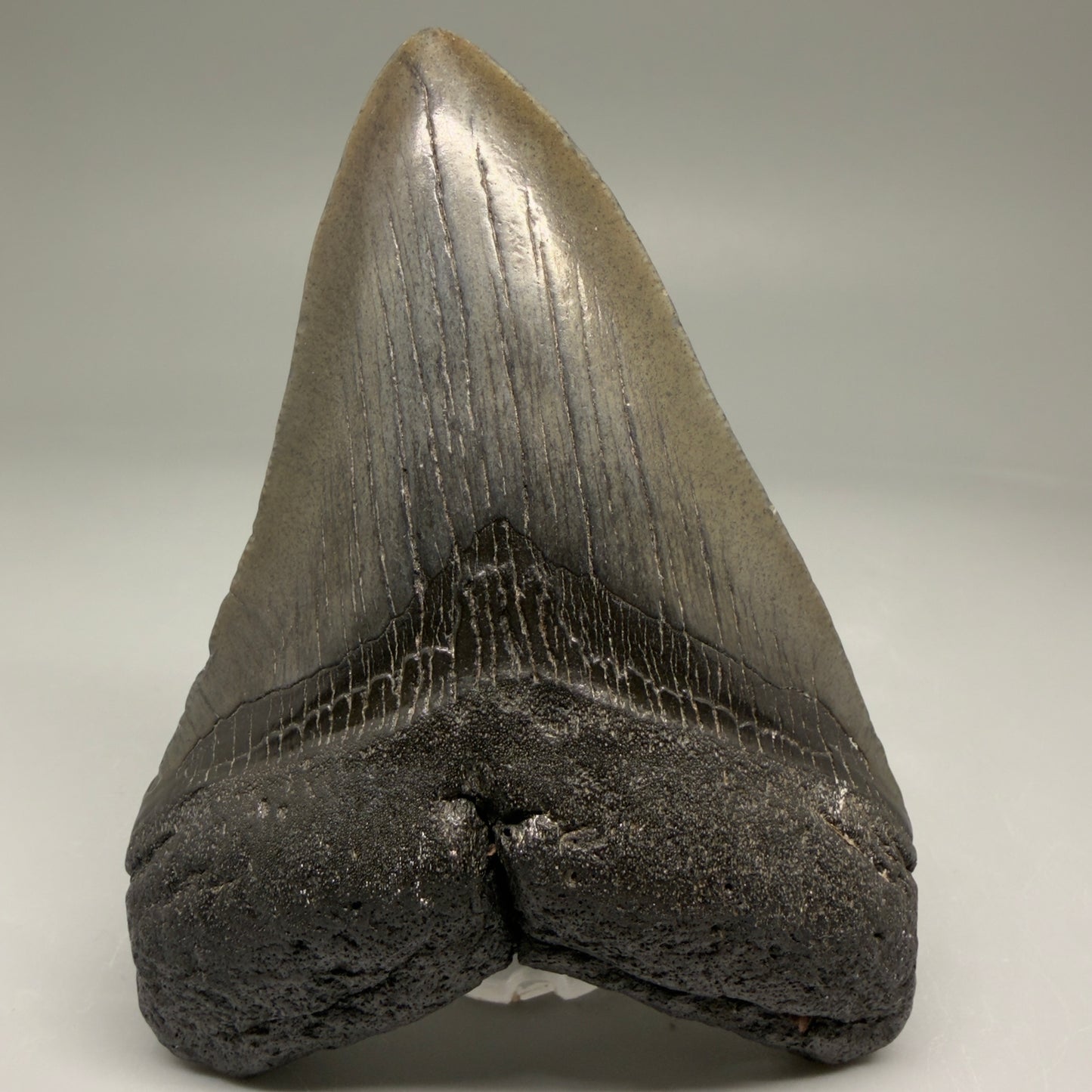 Front View 4.43" Fossil Megalodon Tooth – Authentic Carcharocles megalodon Tooth from South Carolina CM5792