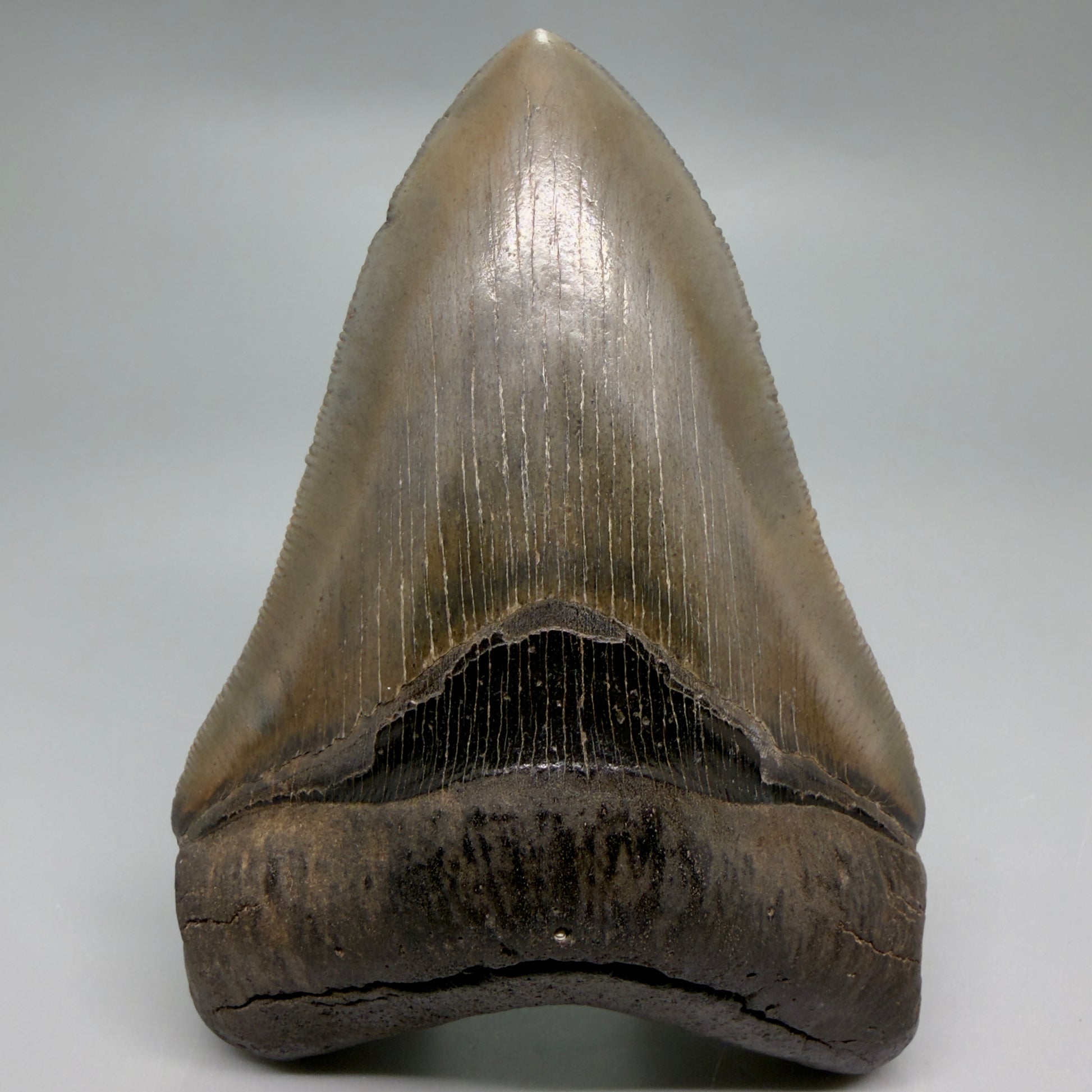 Front View 4.60" Fossil Megalodon Shark Tooth - Georgia - sharply serrated - Collector's Quality CM6271