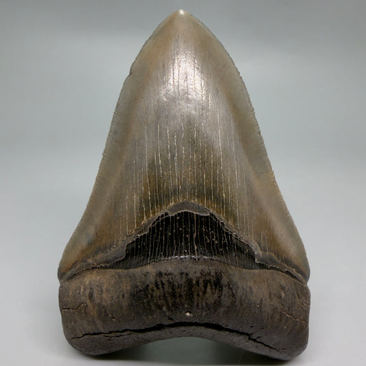 Front View 4.60" Fossil Megalodon Shark Tooth - Georgia - sharply serrated - Collector's Quality CM6271