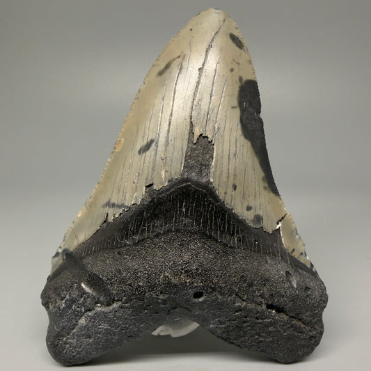 Front View 4.62" Authentic Megalodon Tooth – Great Prints - North Carolina Fossil | Carcharocles megalodon CM5421 