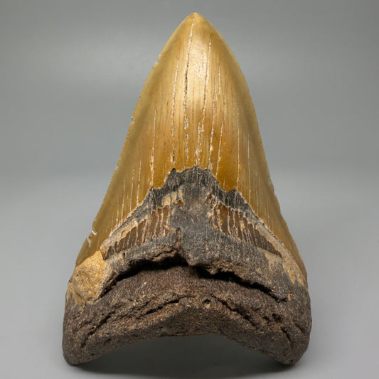 Front View 4.65" Authentic Lower Megalodon Tooth – North Carolina Fossil | Carcharocles megalodon CM5422
