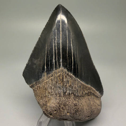 Front View 4.71" Fossil Megalodon Shark Tooth - Georgia - Jet Black, sharply serrated CM5507 