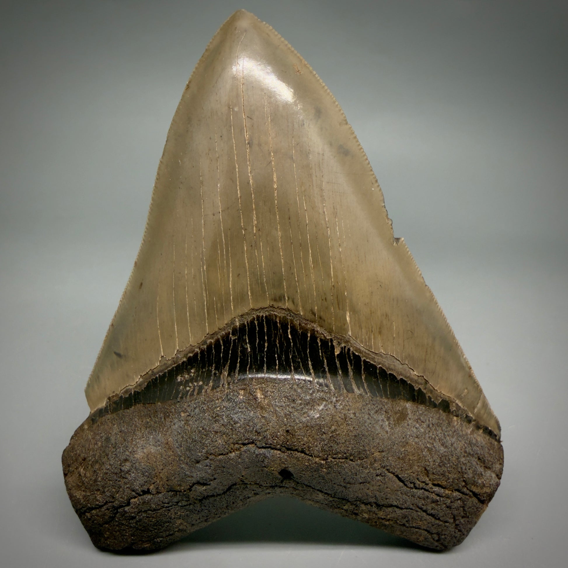 Front View 4.74" Fossil Megalodon Shark Tooth - Georgia - Heart-shaped sharply serrated - Collector's Quality megalodonteeth.com CM6533