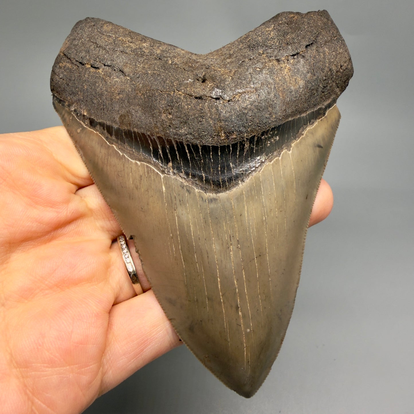 Front View 4.74" Fossil Megalodon Shark Tooth - Georgia - Heart-shaped sharply serrated - Collector's Quality megalodonteeth.com CM6533 - 1