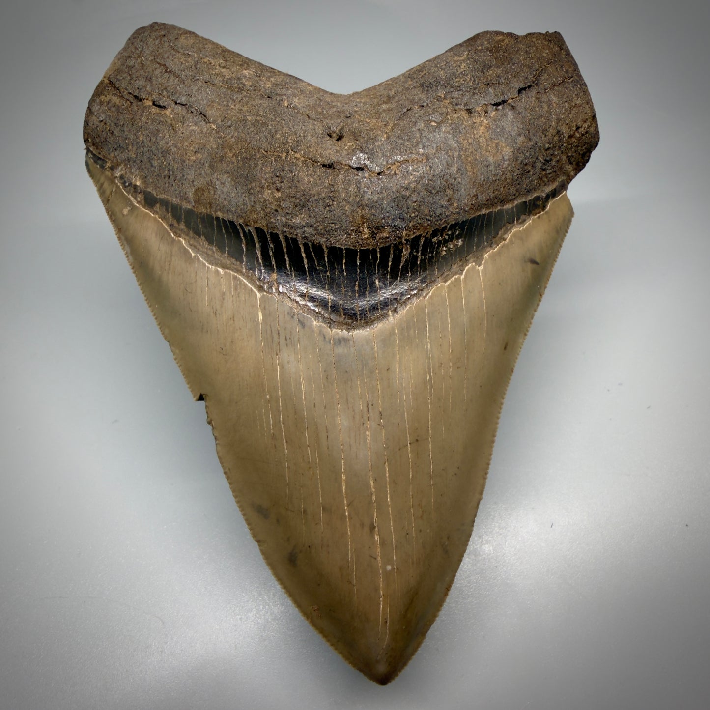 Front View 4.74" Fossil Megalodon Shark Tooth - Georgia - Heart-shaped sharply serrated - Collector's Quality megalodonteeth.com CM6533 - 2