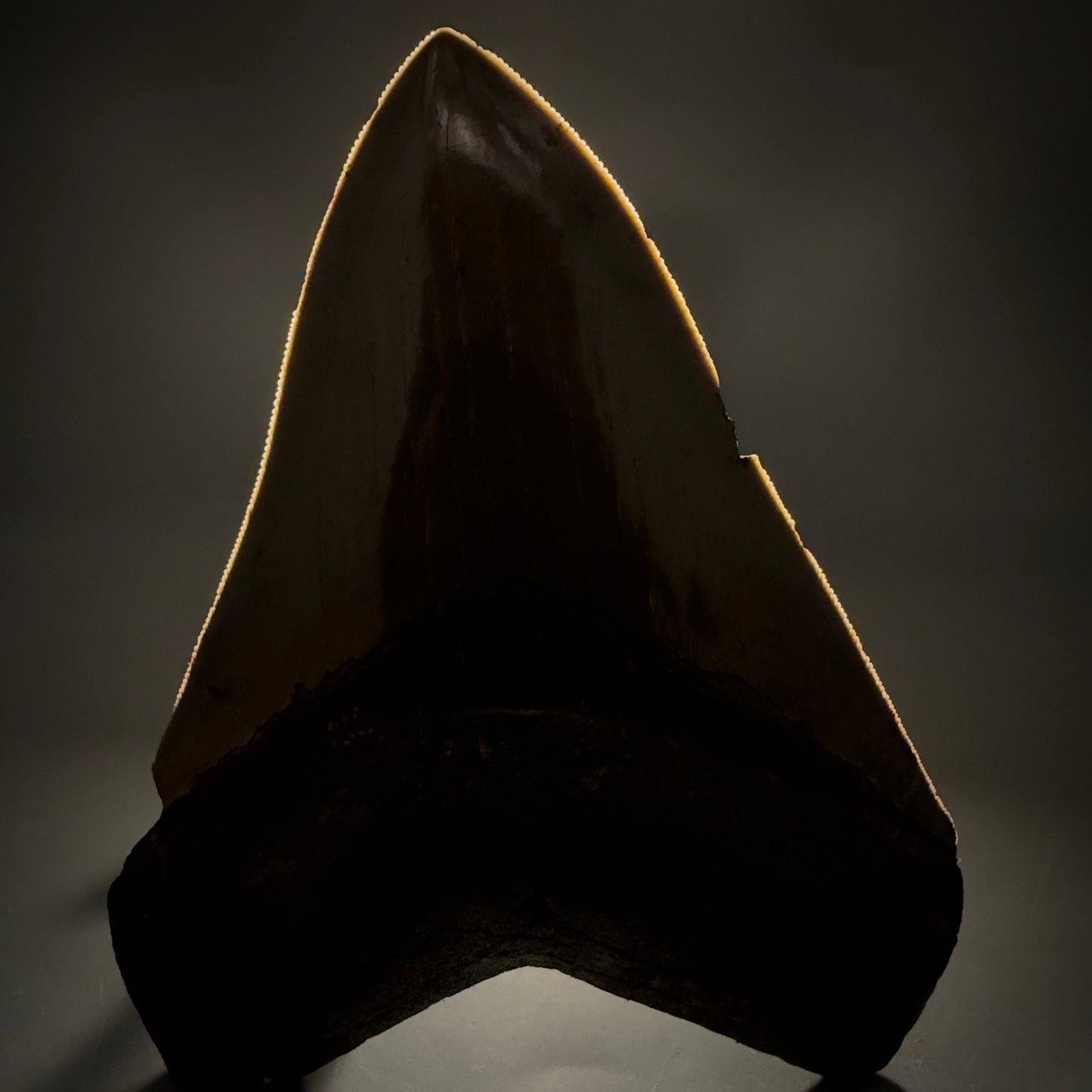 Front View 4.74" Fossil Megalodon Shark Tooth - Georgia - Heart-shaped sharply serrated - Collector's Quality megalodonteeth.com CM6533 - 3