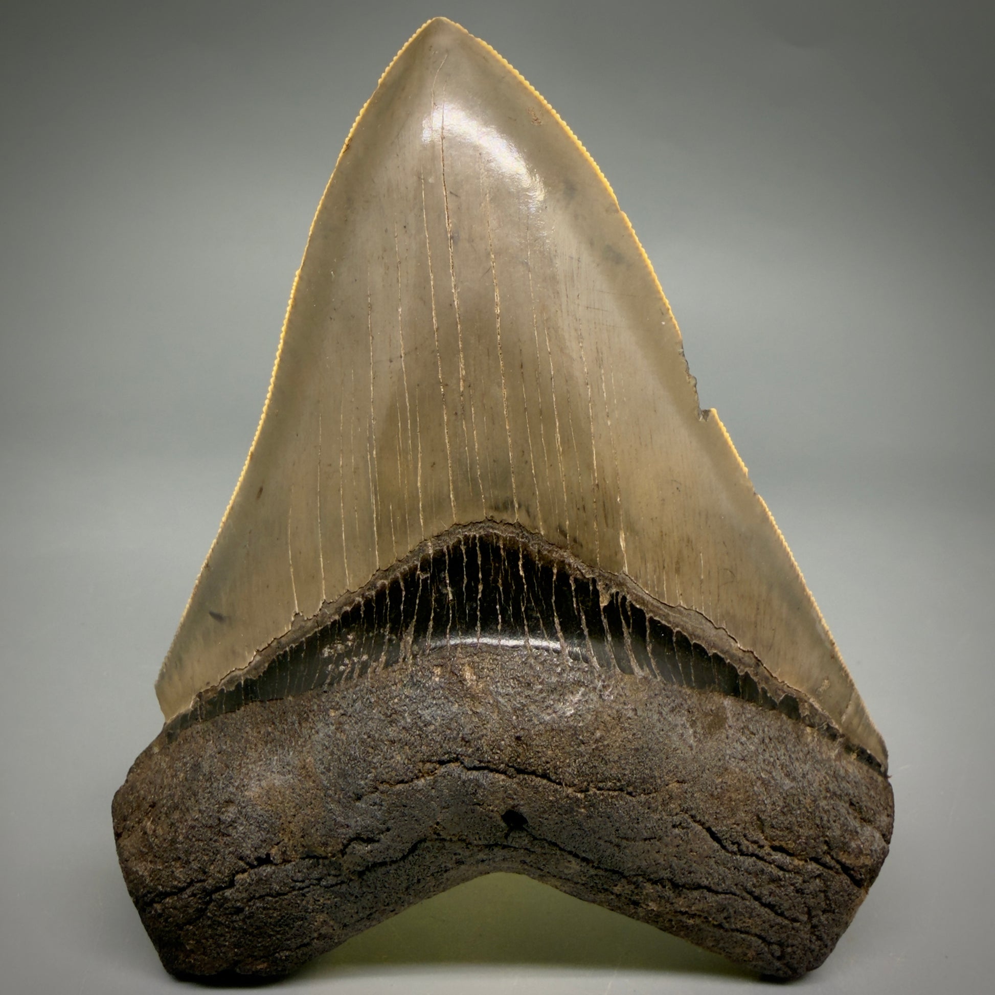 Front View 4.74" Fossil Megalodon Shark Tooth - Georgia - Heart-shaped sharply serrated - Collector's Quality megalodonteeth.com CM6533 - 4
