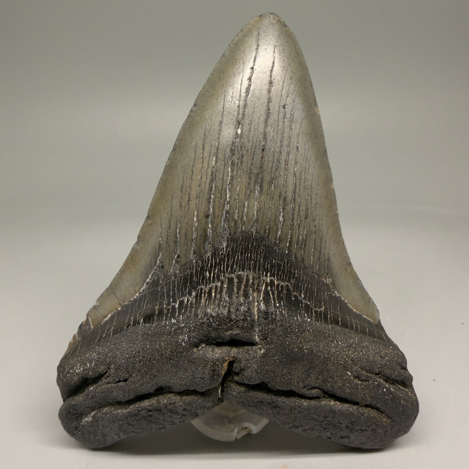 Front View 4.79" Fossil Megalodon Tooth – Authentic Carcharocles megalodon Tooth from South Carolina CM5793
