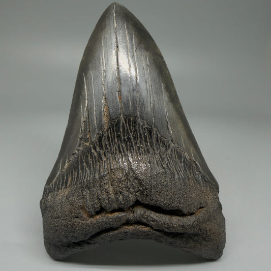 Front View 4.82" Fossil Megalodon Tooth – Authentic Carcharocles megalodon Tooth from South Carolina CM5956
