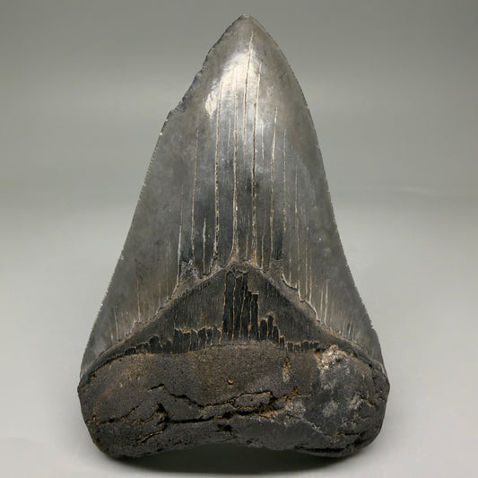 Front View 4.89" Fossil Megalodon Tooth – Authentic Carcharocles megalodon Tooth from South Carolina CM5794