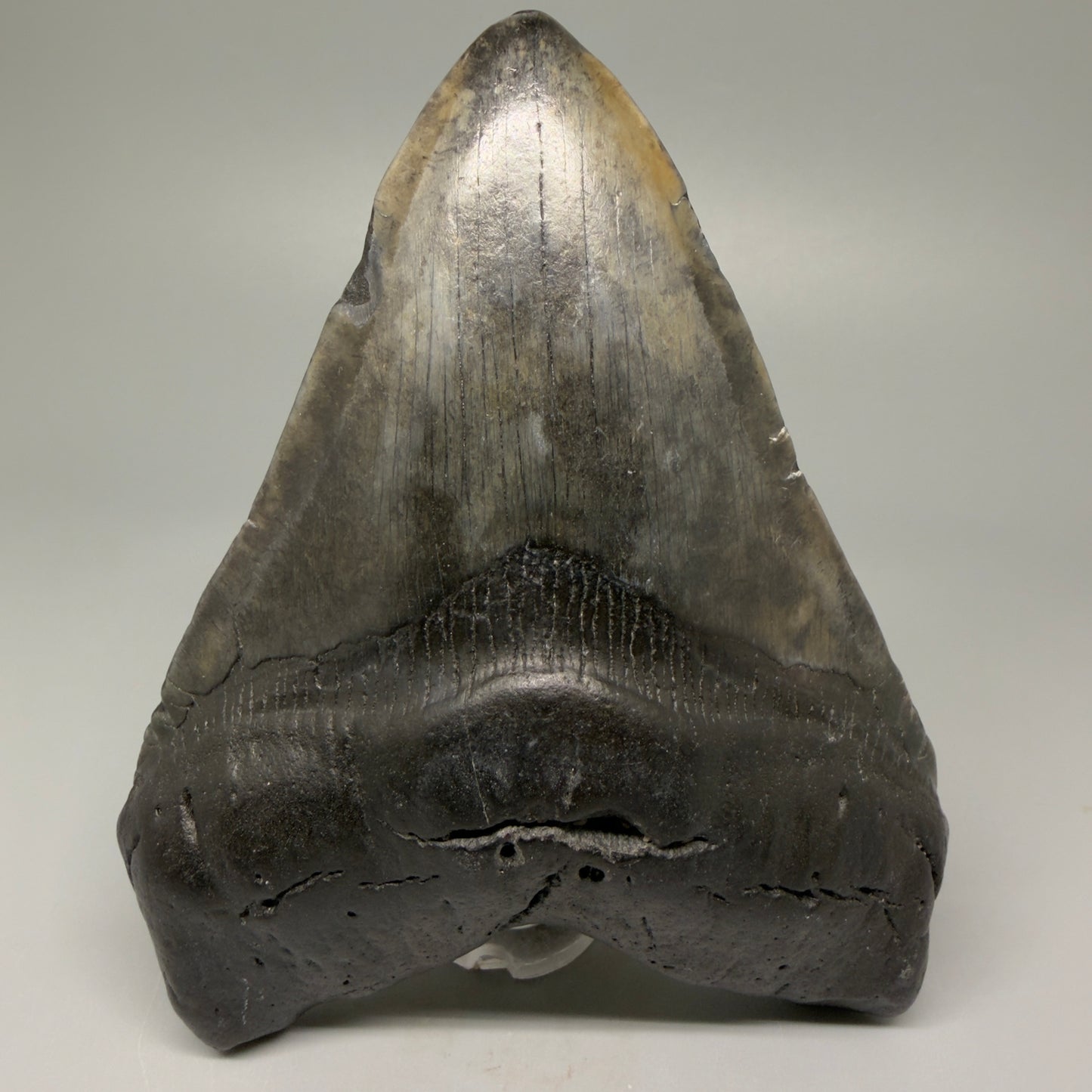 Front View 4.93" Fossil Megalodon Tooth – Authentic Carcharocles megalodon Tooth from South Carolina CM5431 