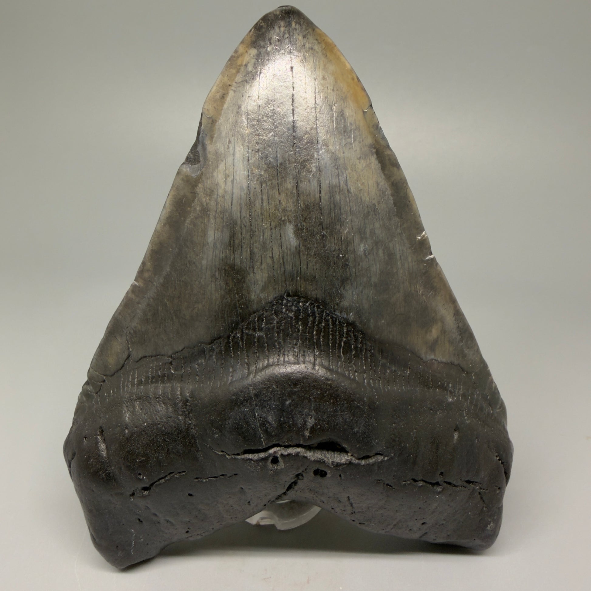 Front View 4.93" Fossil Megalodon Tooth – Authentic Carcharocles megalodon Tooth from South Carolina CM5431 