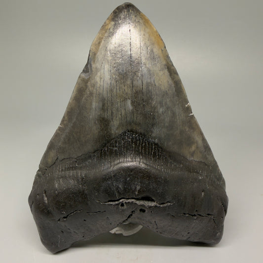 Front View 4.93" Fossil Megalodon Tooth – Authentic Carcharocles megalodon Tooth from South Carolina CM5431 