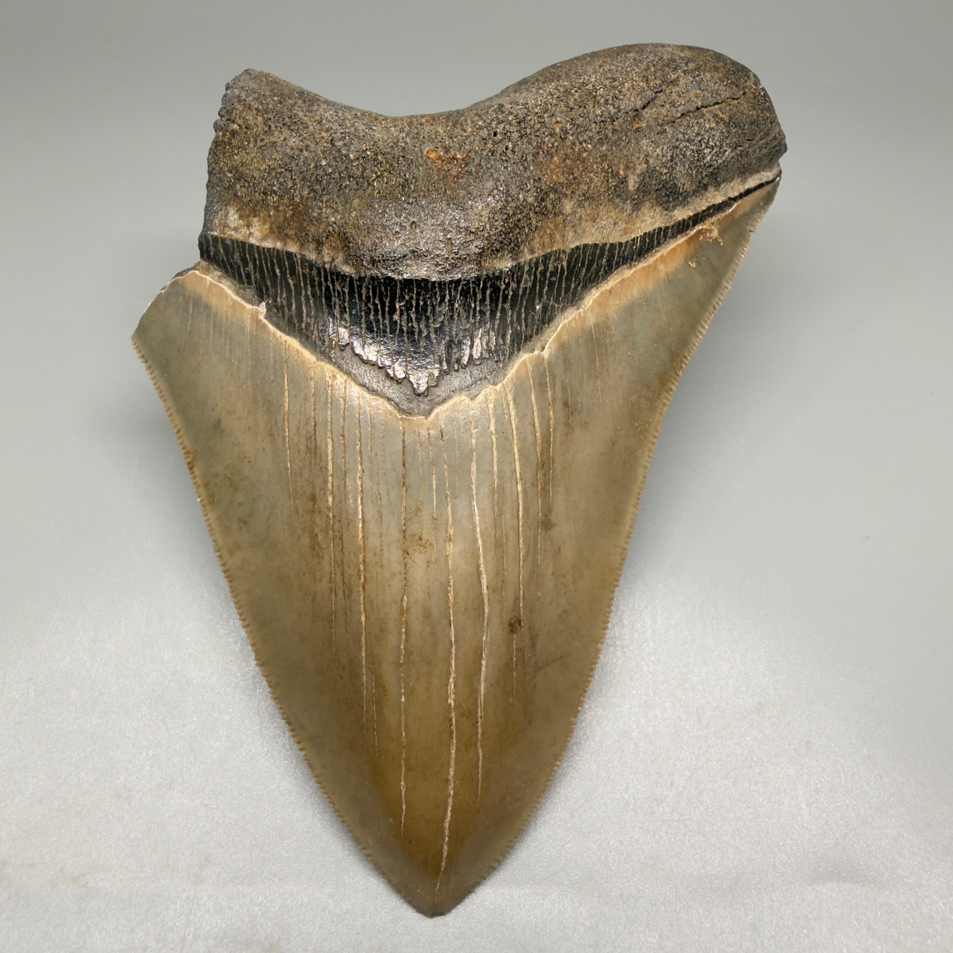 Front View 5.25" Fossil Megalodon Shark Tooth - Georgia - Colorful, sharply serrated CM5508 