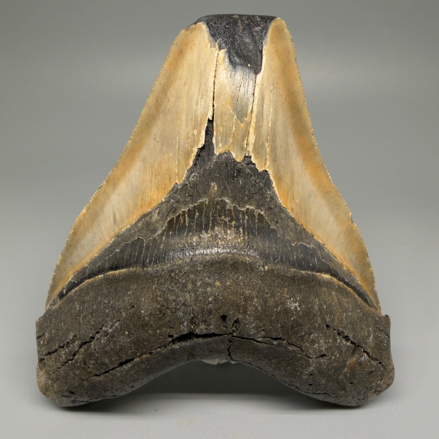 Front View 5.38" North Carolina Megalodon Tooth – Extremely Wide Shape | Authentic Fossil CM5515