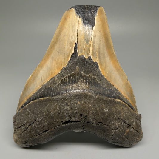 Front View 5.38" North Carolina Megalodon Tooth – Extremely Wide Shape | Authentic Fossil CM5515