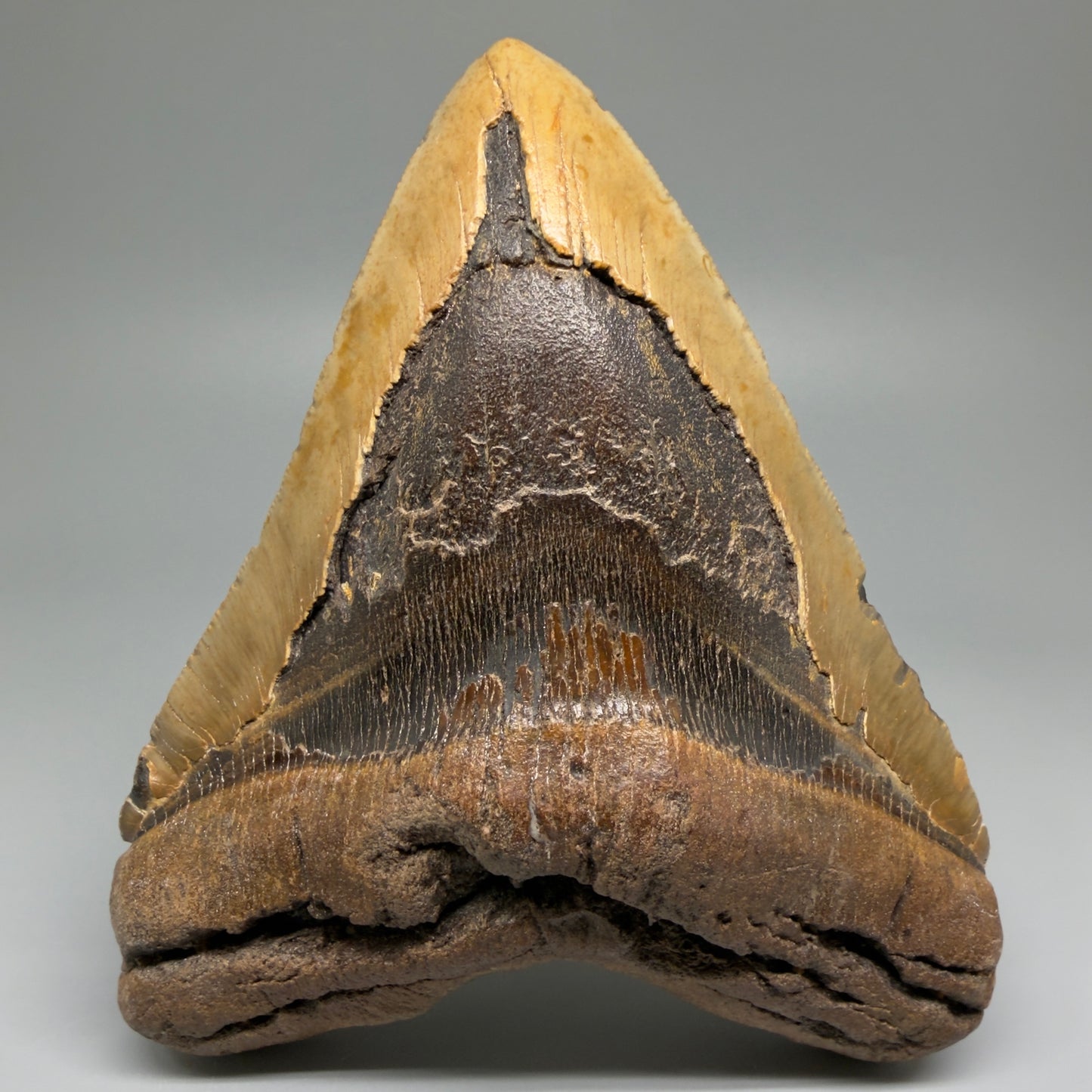 Front View 5.83" North Carolina Megalodon Tooth – Extremely Wide Shape | Authentic Fossil CM5481 