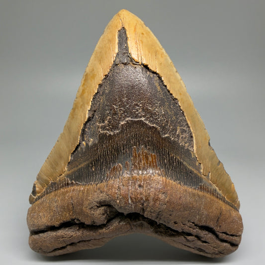 Front View 5.83" North Carolina Megalodon Tooth – Extremely Wide Shape | Authentic Fossil CM5481 
