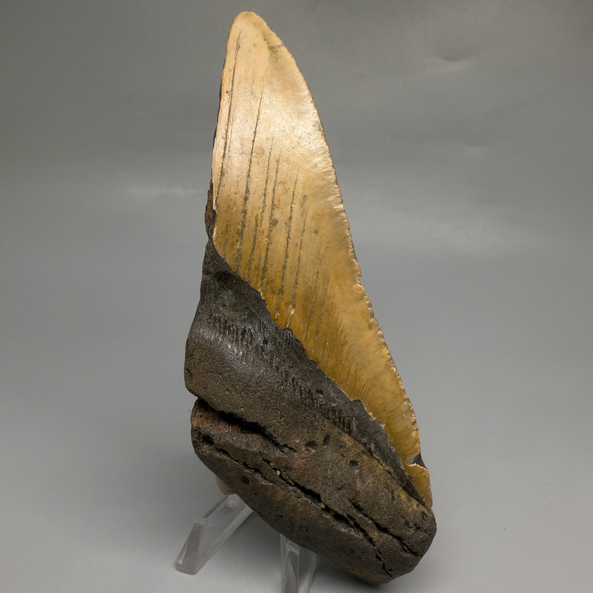 Front View 6.02" Authentic Megalodon Tooth – Extra Large, Colorful Fossil from North Carolina megalodonteeth.com CM6760
