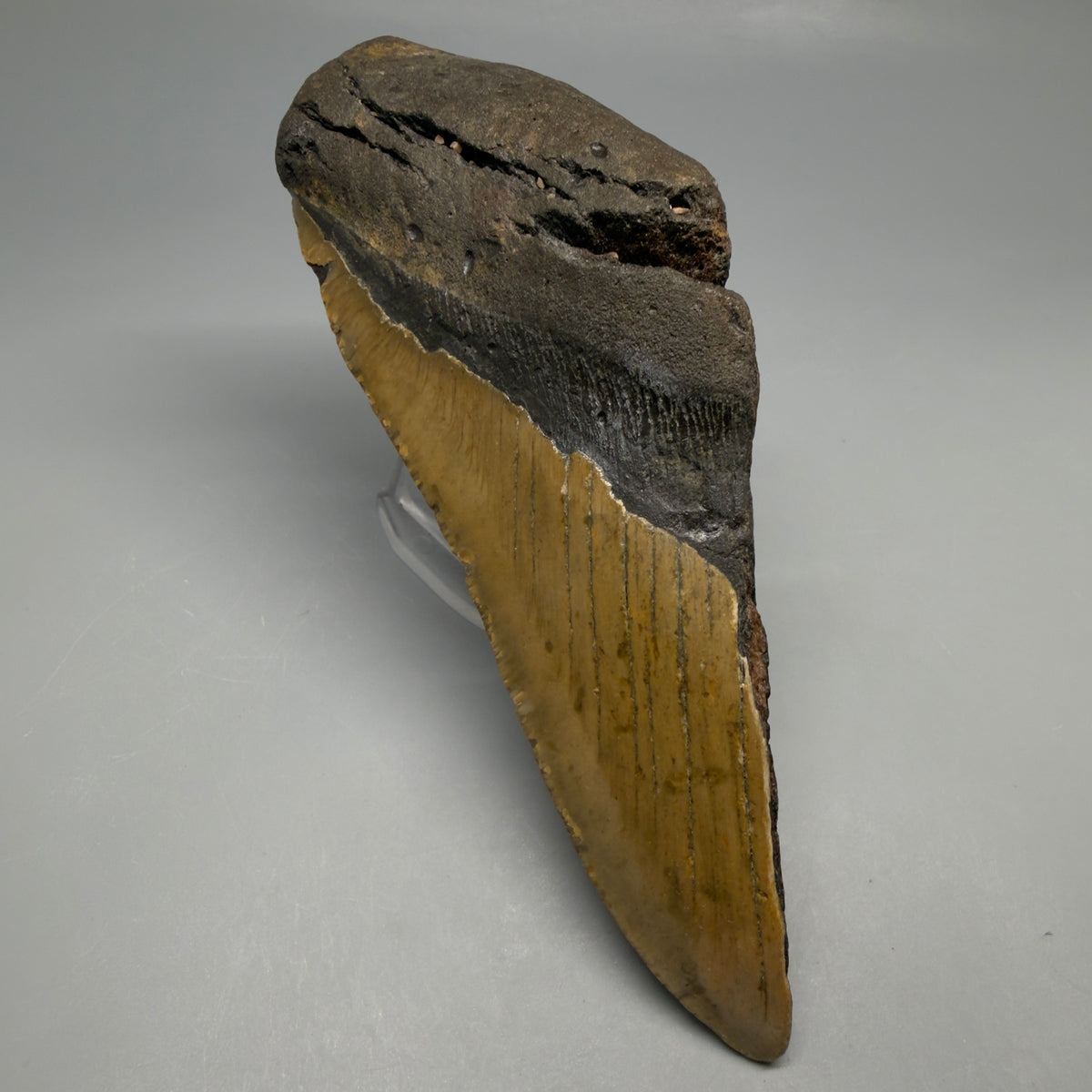 Front View 6.02" Authentic Megalodon Tooth – Extra Large, Colorful Fossil from North Carolina megalodonteeth.com CM6760 - 1