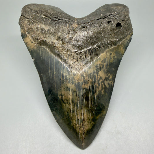 Front View 6.02" Authentic Megalodon Tooth – Massive South Carolina Fossil | Collector Megalodon Teeth for Sale CM5593 