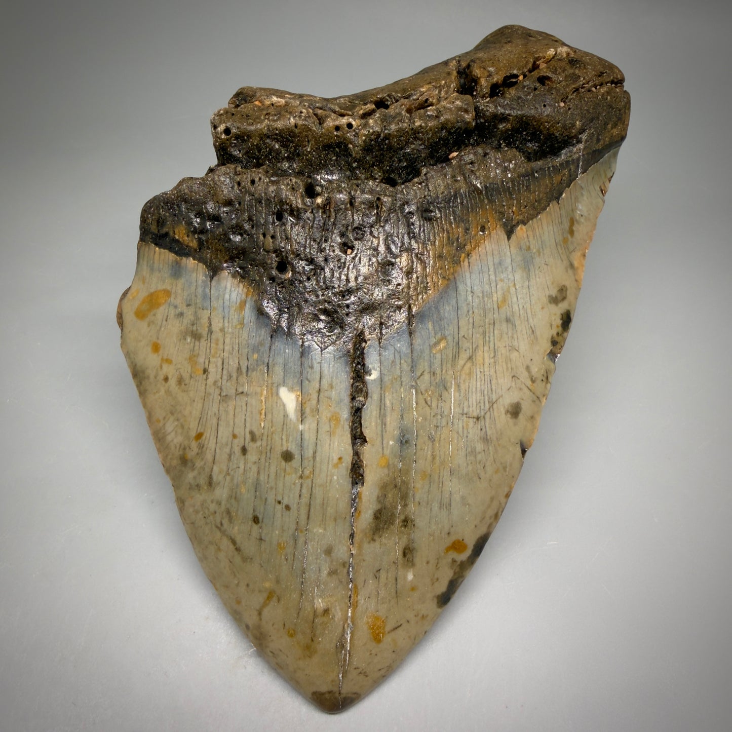 Front View 6.03" Authentic Megalodon Tooth – Extra Large, Colorful Fossil from North Carolina megalodonteeth.com CM6613